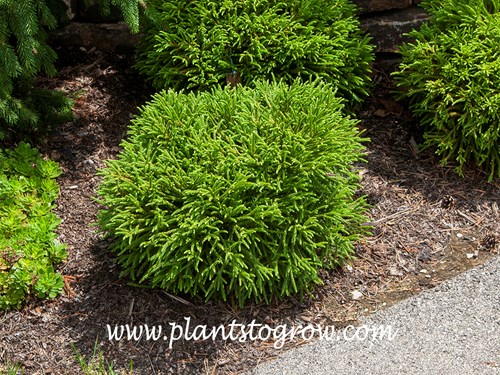 Little Champion Japanese Cedar (Cryptomeria japonica)
